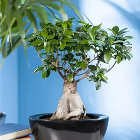 Ficus Ginseng Bonsai in Betonkeramik mit Metall