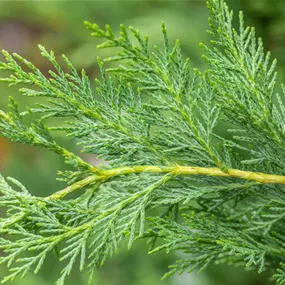Cupressocyparis leylandii Pyramidalis Kasten