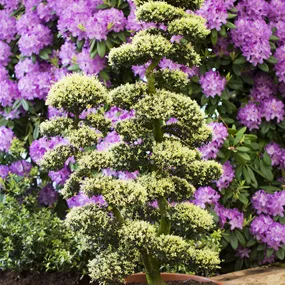 Ilex Crenata Kinmee Bonsai