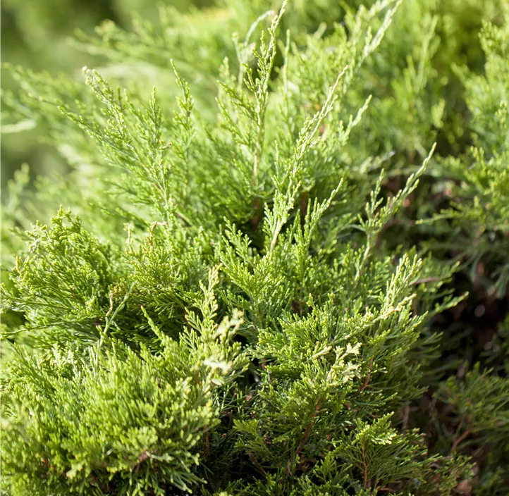 Wacholder 'Mint Julep'