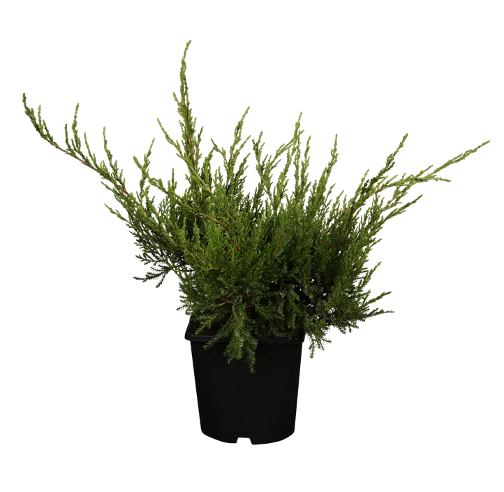 Wacholder 'Mint Julep'