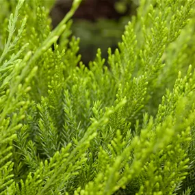 Juniperus media Mint Julep