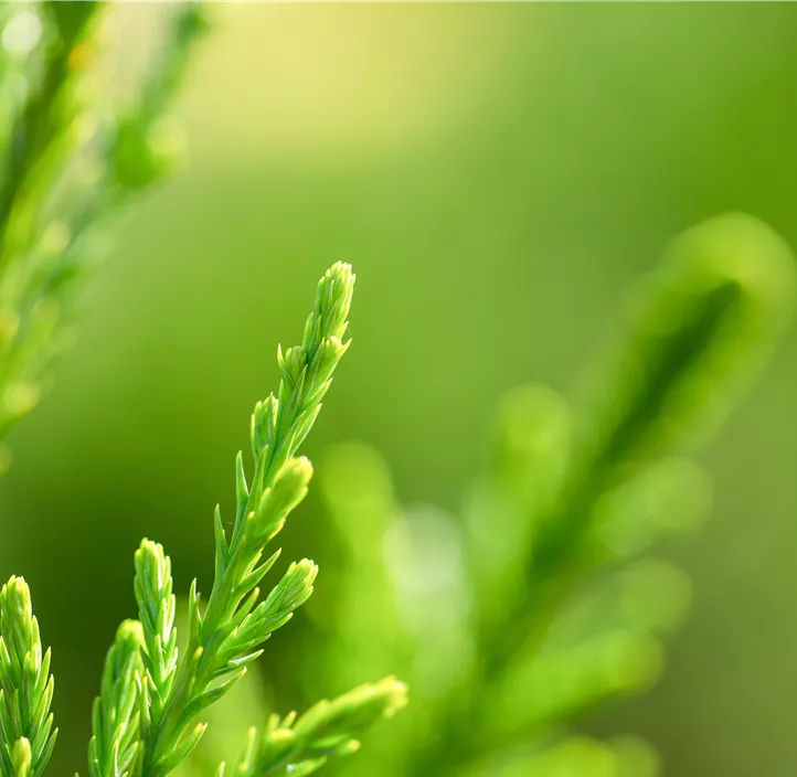 Wacholder 'Mint Julep'