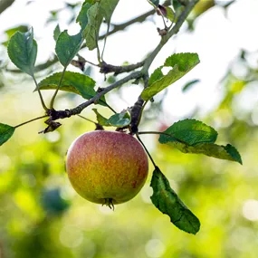 Malus domestica Cox Orange