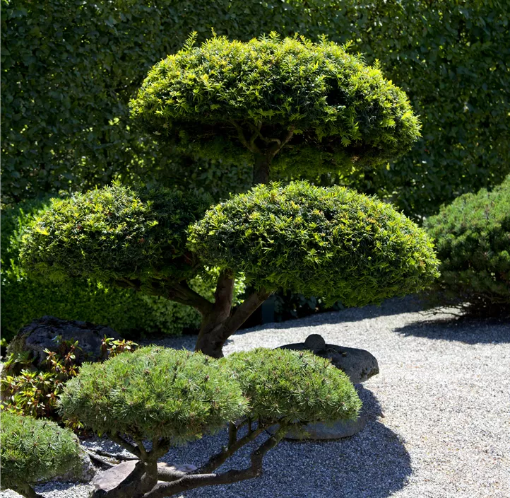 Lebensbaum Heimische Eibe