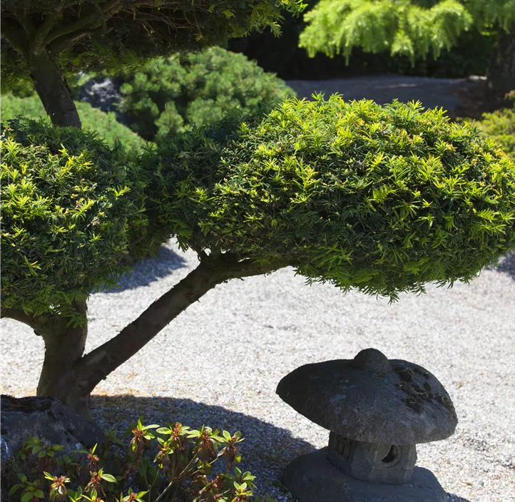 Lebensbaum Heimische Eibe