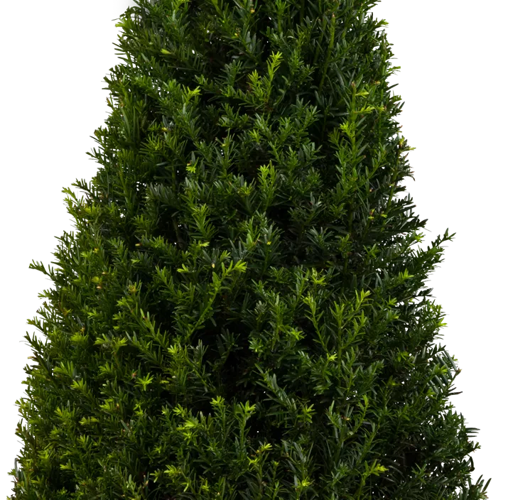 Lebensbaum Heimische Eibe