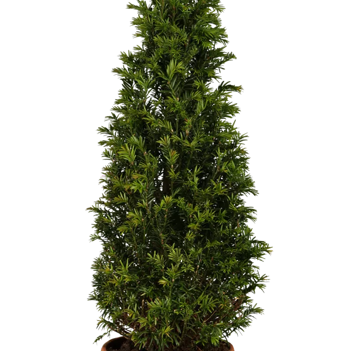 Lebensbaum Heimische Eibe