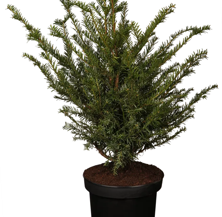 Lebensbaum Heimische Eibe