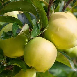 Malus domestica Golden Delicious