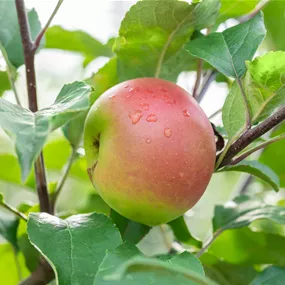 Malus domestica Kronprinz Rudolf