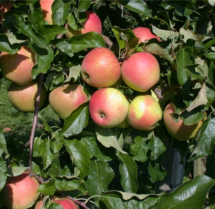 Apfel 'Pinova'(s)