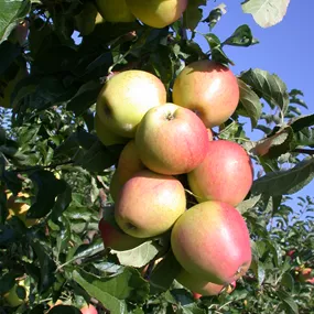 Malus domestica Pinova