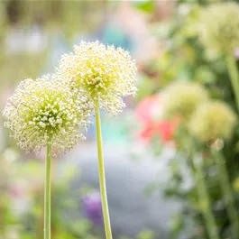 Allium