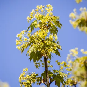 Acer palmatum Globosum