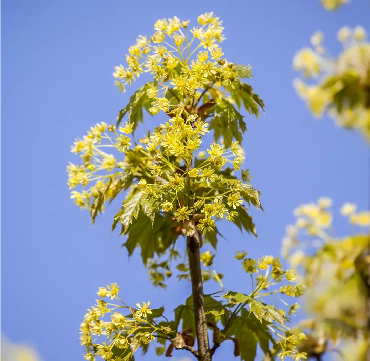 Fächerahorn 'Globosum'
