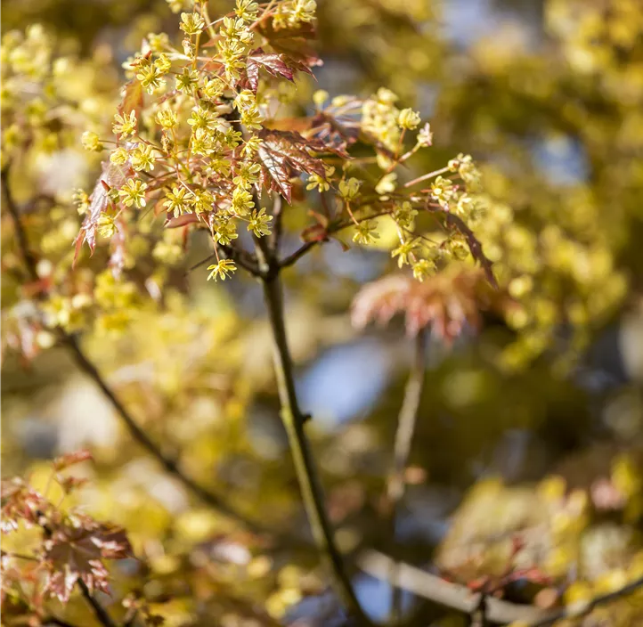 Kugelahorn 'Globosum'