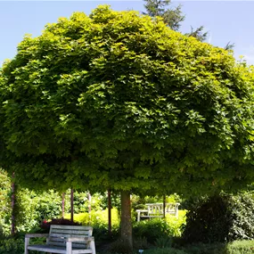 Acer platanoides 'Globosum' F