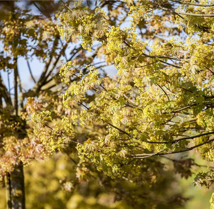 Kugelahorn 'Globosum'