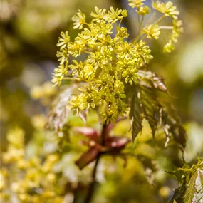 Acer platanoides Globosum