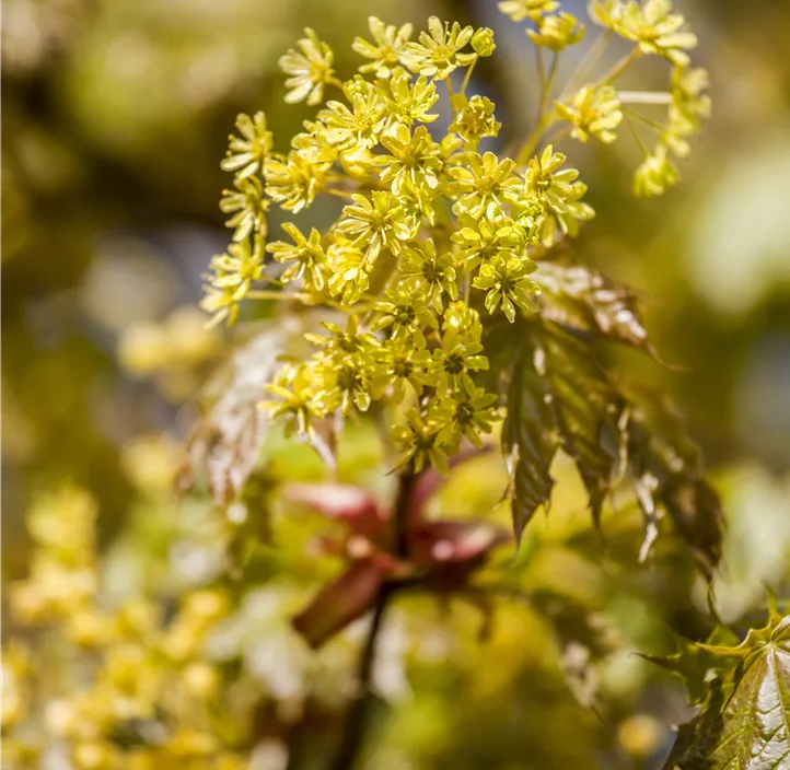 Kugelahorn 'Globosum'