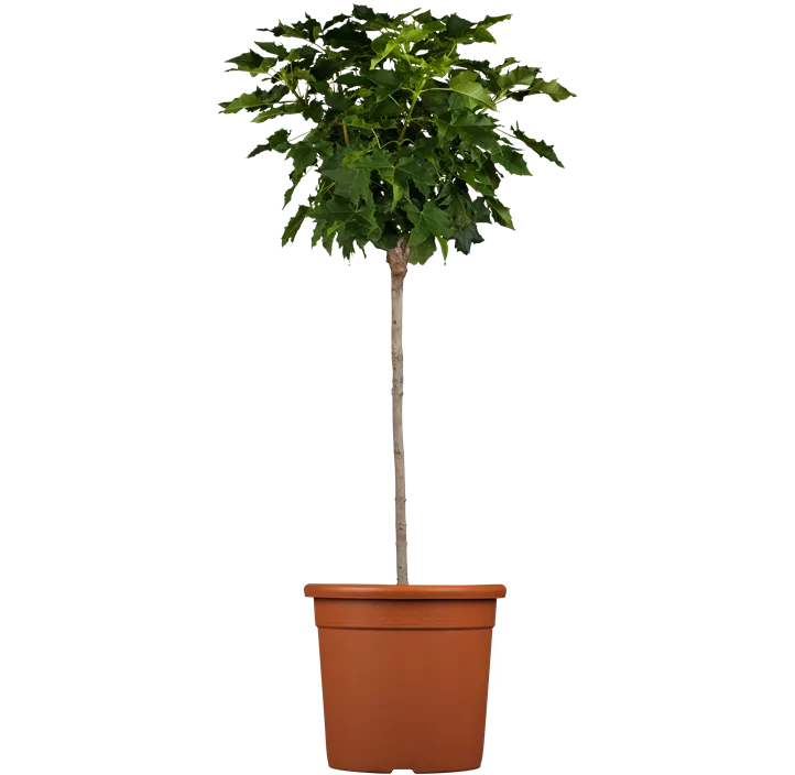 Fächerahorn 'Globosum'