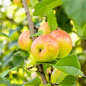 Malus domestica Roter Berlepsch