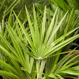 Chamaerops humilis cerifera Vierecktopf