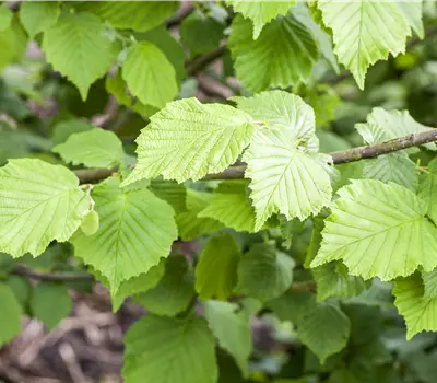 Corylus avellana Frühe Nottingham (Lieferartikel)