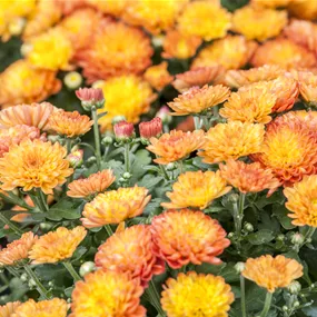Chrysanthemum multiflora Baria orange