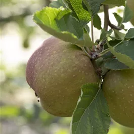 Malus domestica Roter Boskoop