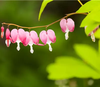 Dicentra spectabilis Mix