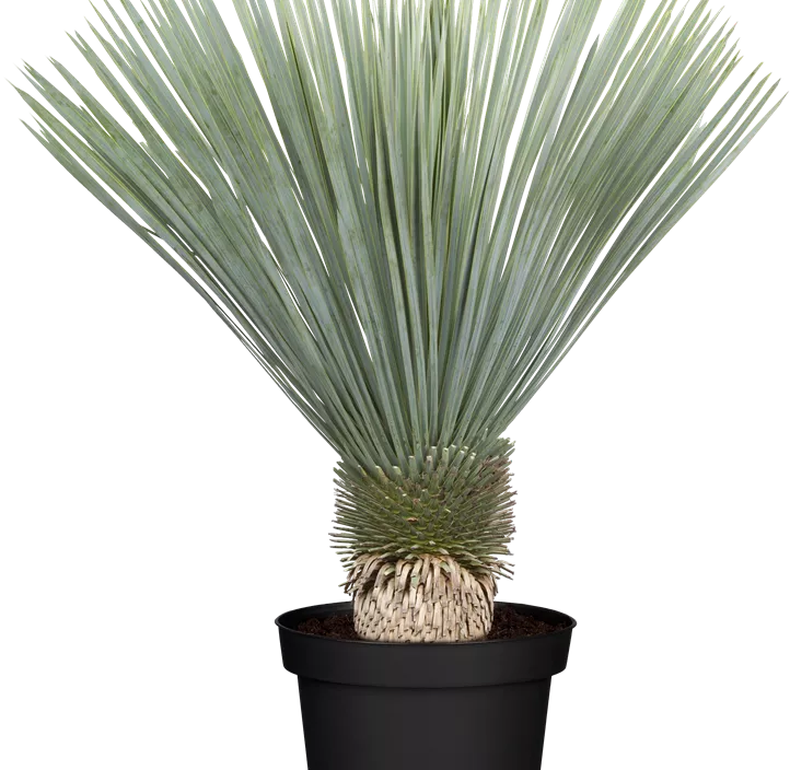 Blaublättrige Yucca