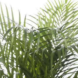 Chrysalidocarpus lutescens groß