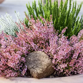 Erica gracilis