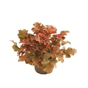Heuchera Frilly