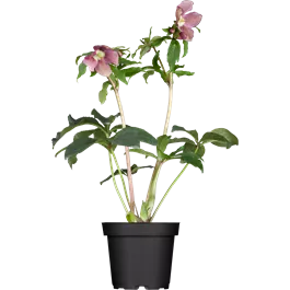 Helleborus orientalis blühend Mix