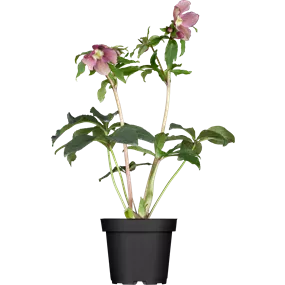 Helleborus orientalis blühend Mix