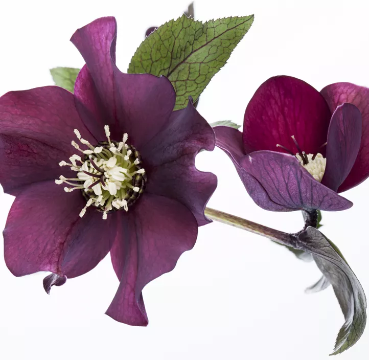 Christrose 'HGC® Ice N´Roses® Red'