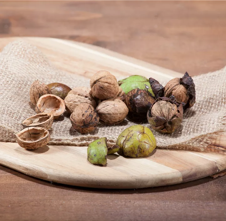 Echte Walnuss