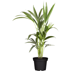 Howea fosteriana extra