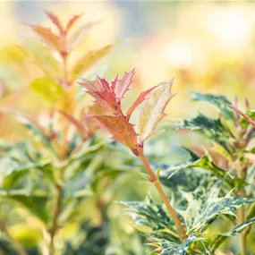 Osmanthus heterophyllus 'Goshiki'