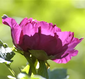 Paeonia Itoh Mix