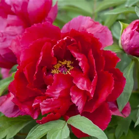 Paeonia lactiflora Mix