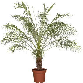 Phönix roebelinii Stamm