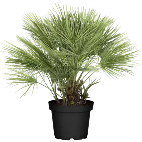 Phönix roebelini Sizilien