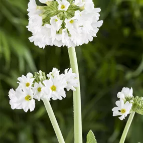 Primula Denticulata