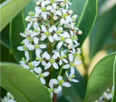 Skimmia japonica Finchy
