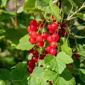 Ribes rubrum Jonkher van Tets