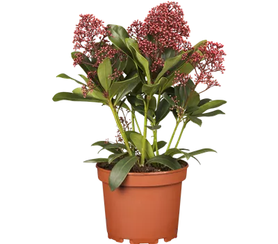Skimmia japonica Perosa